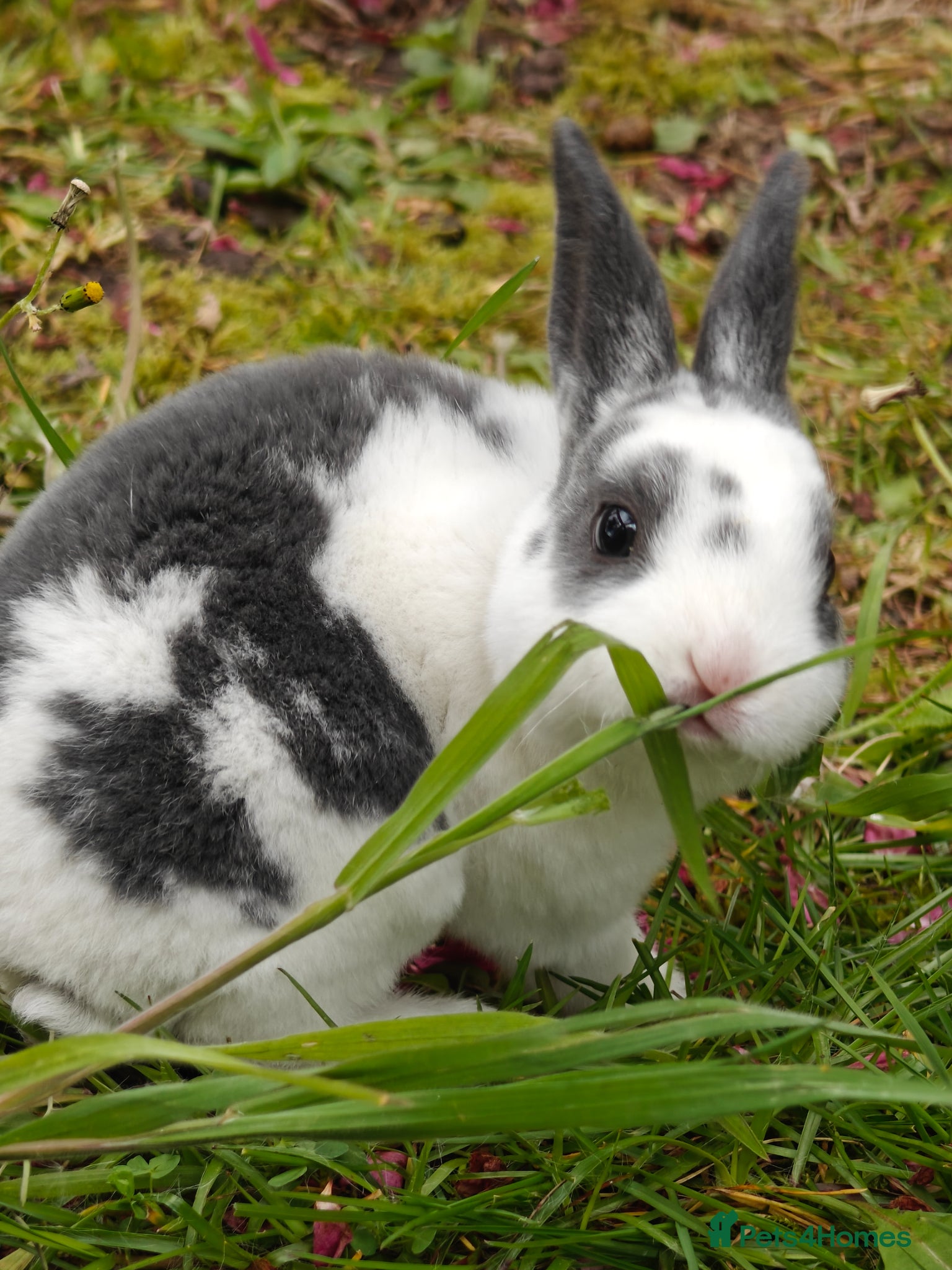 Rex rabbits Mini Rex Rabbits  - Advert 7