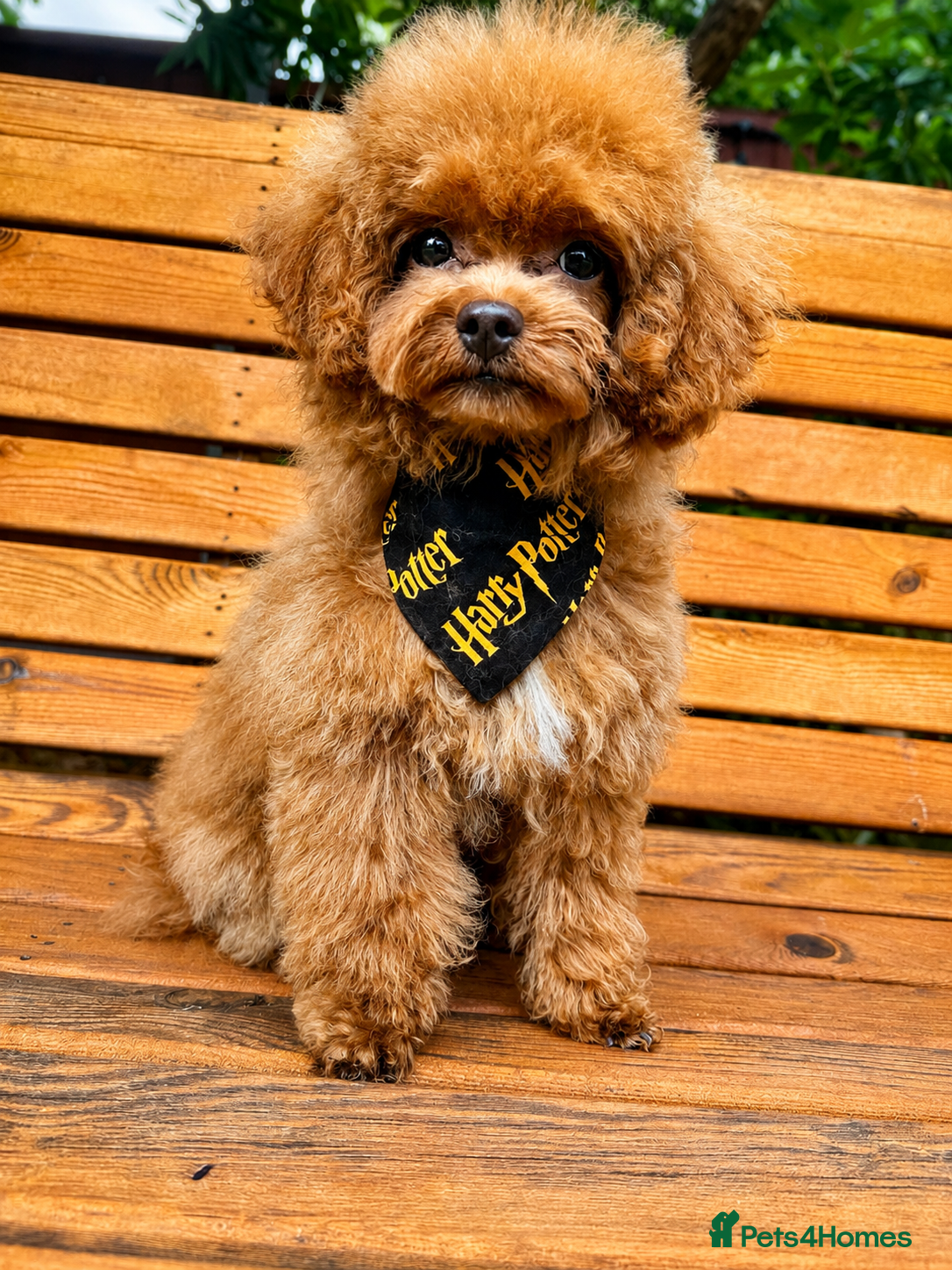 Toy Poodle dogs for sale: Stunning Asian Toy Poodle Puppies – Ready Now 🐾 - Advert 2
