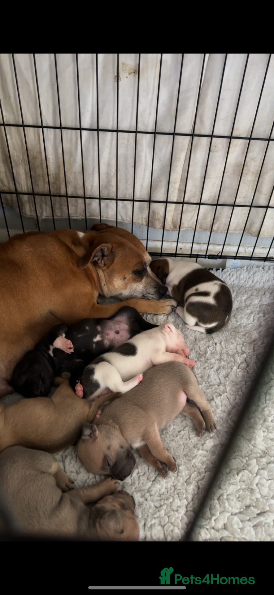 Staffordshire Bull Terrier dogs for sale: Outstanding dual breeding  - Image 7