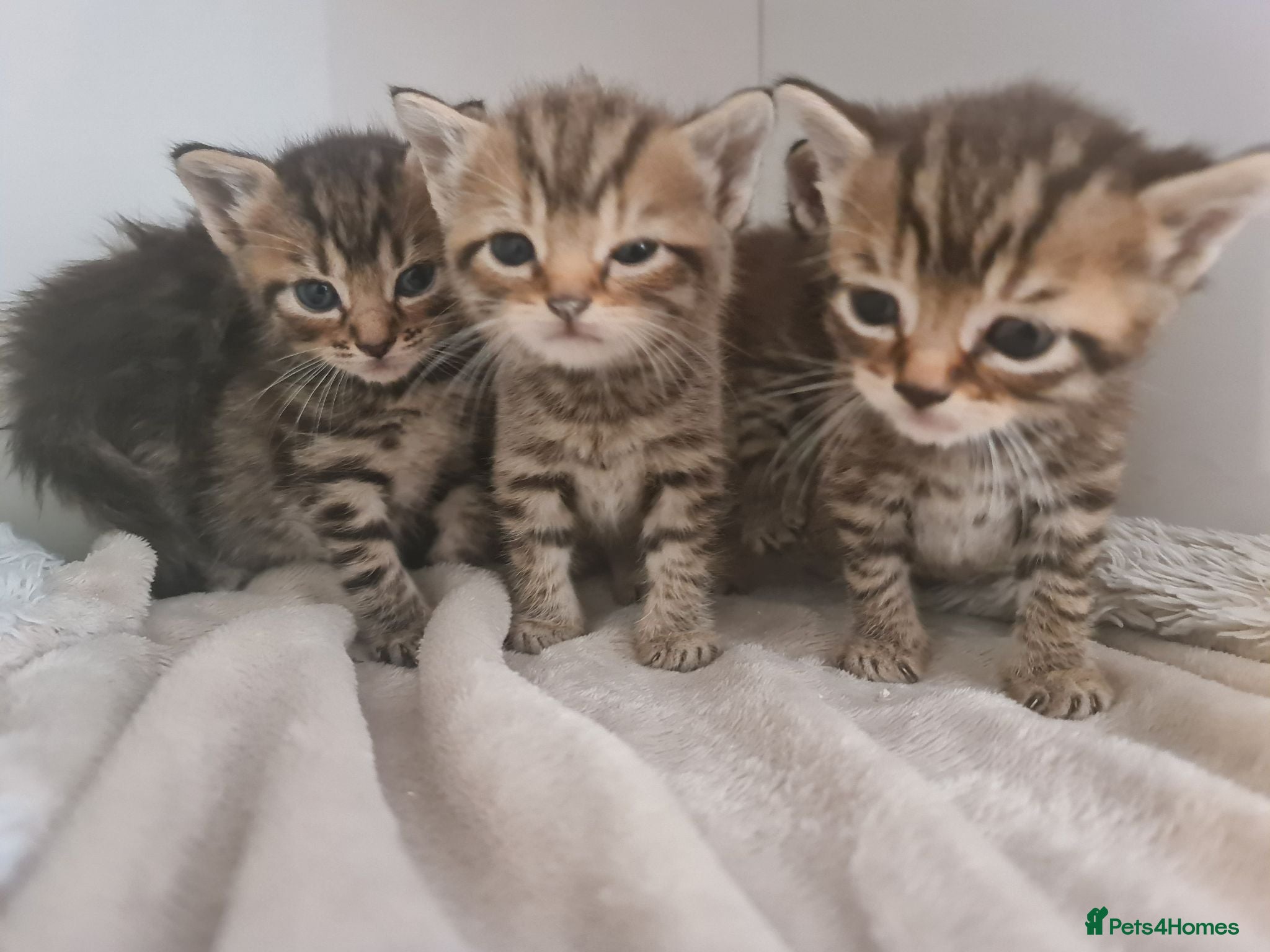 Mixed Breed cats 5 kittens for sale  - Advert 2