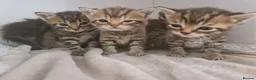 Mixed Breed cats for sale: 5 kittens for sale  - Advert 6