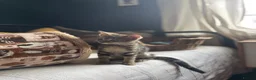 Domestic Shorthair cats for adoption: Ash & Etta, 4 month old kitten pair - Advert 4