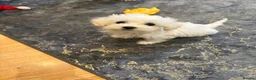 Bichon Frise dogs for sale: Bishop Frise  - Advert 3