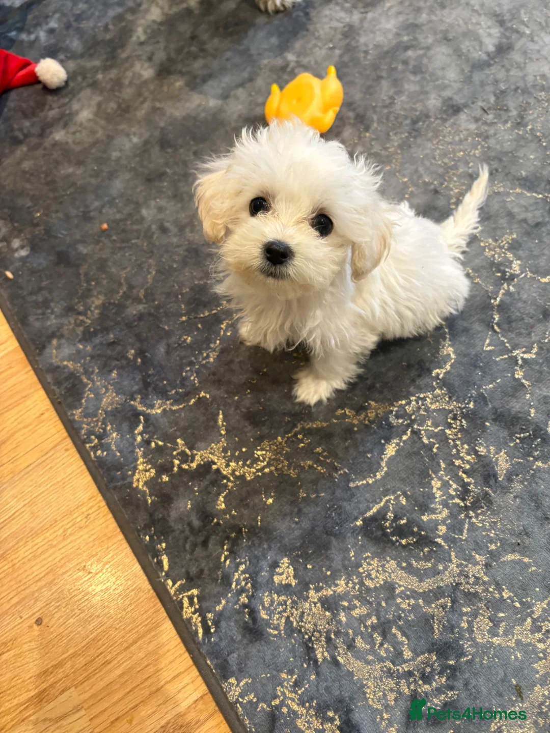 Bichon Frise dogs for sale: Bishop Frise  - Advert 3