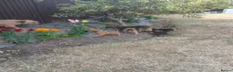 Border Terrier dogs for sale: Beautiful Border Terrier Puppies  - Advert 8