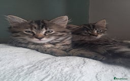 Mixed Breed cats for sale: Stunning litter of 4 gorgeous fur babies  - Image 5