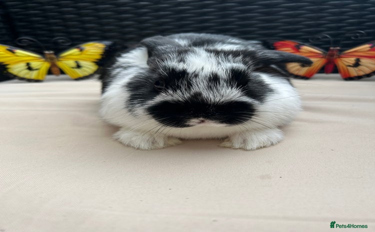 Lionhead rabbits in Halstead - Advert 8