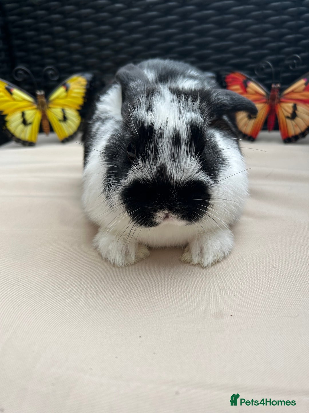 Lionhead rabbits for sale: ⭐️Pure Breed lionheads⭐️ in Halstead - Image 1