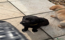 Labrador Retriever dogs for sale: Beautiful labrador - last girl (yellow collar) - Image 20