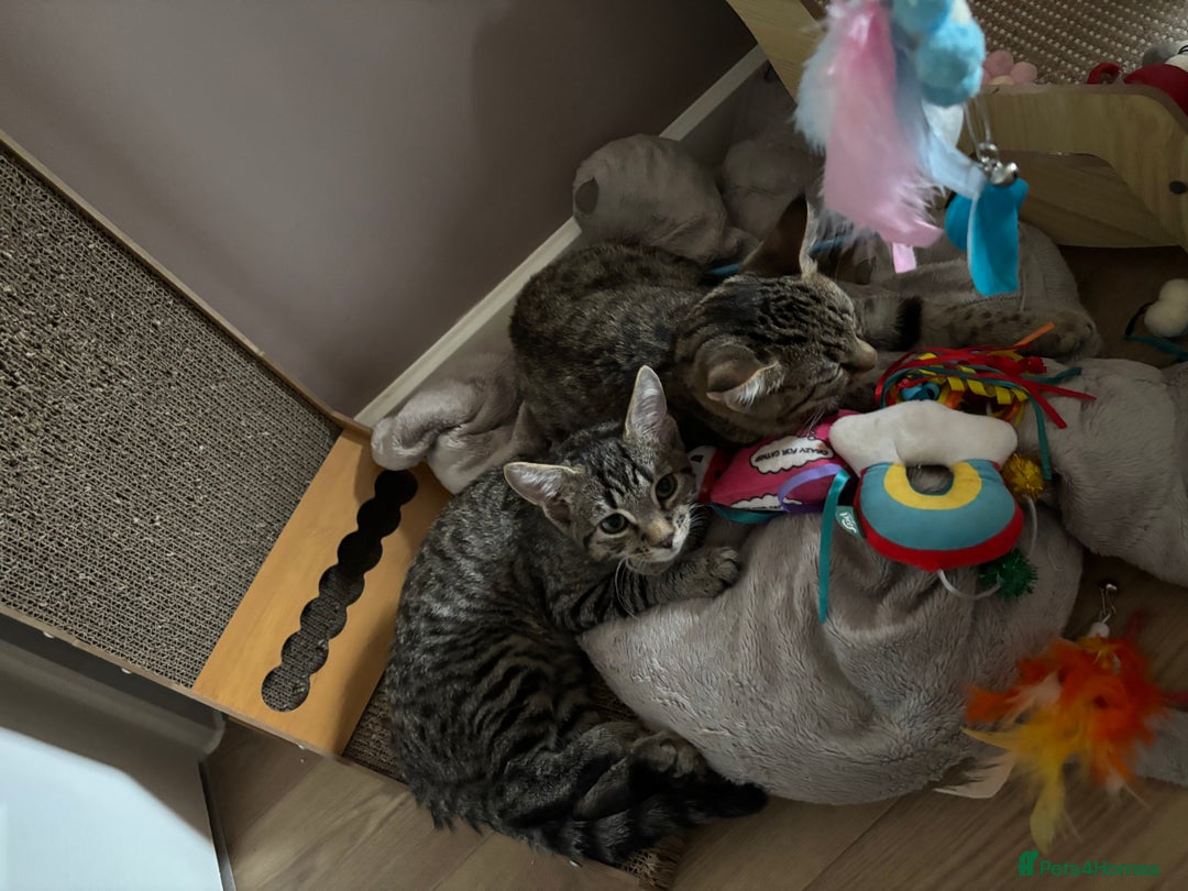 Domestic Shorthair cats for sale: Two male tabby cats  - Image 3