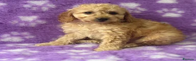 Cavapoo Puppy 4