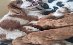 Cavapoo dogs for sale: Cavapoo puppies  - Image 2