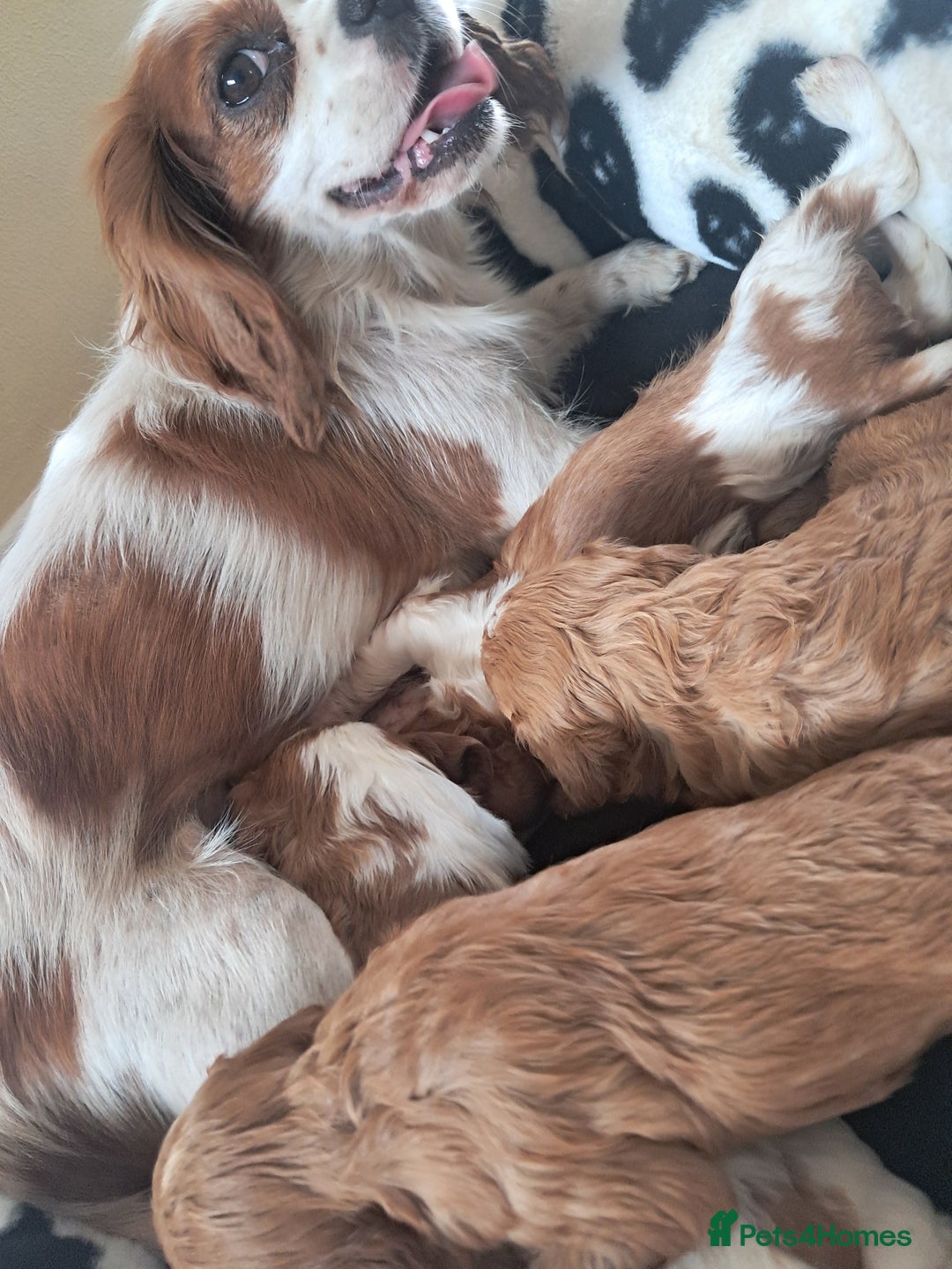 Cavapoo dogs for sale: Cavapoo puppies  - Image 2