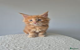 Maine Coon cats for sale: 6 TICA-Registered Maine Coon Kittens Available - Image 20
