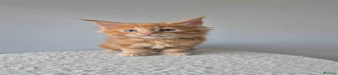Maine Coon Kitten 2