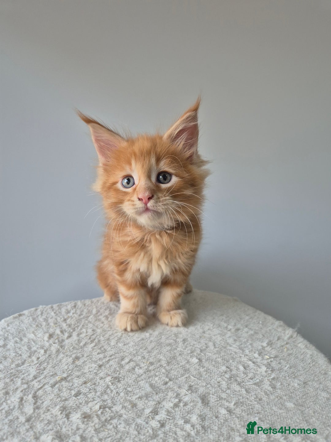 Maine Coon cats for sale: 6 TICA-Registered Maine Coon Kittens Available - Image 20