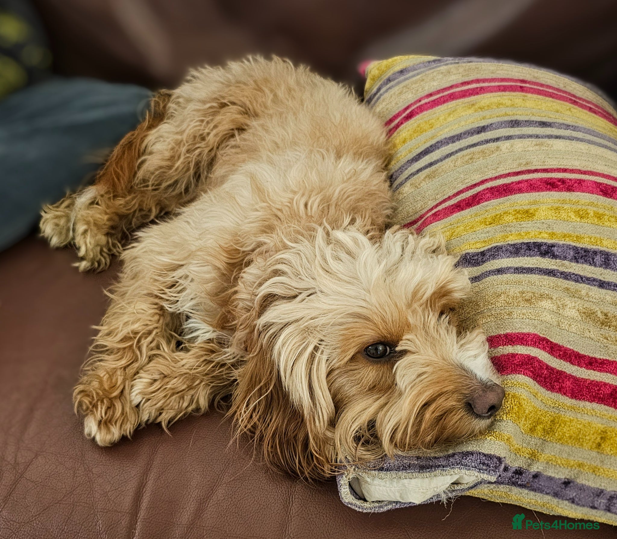 Cockapoo dogs F1B Toy Cockapoo puppies in North East - Advert 2