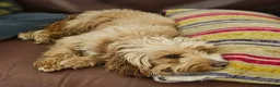 Cockapoo dogs for sale: F1B Toy cockapoo puppies in North East - Advert 4