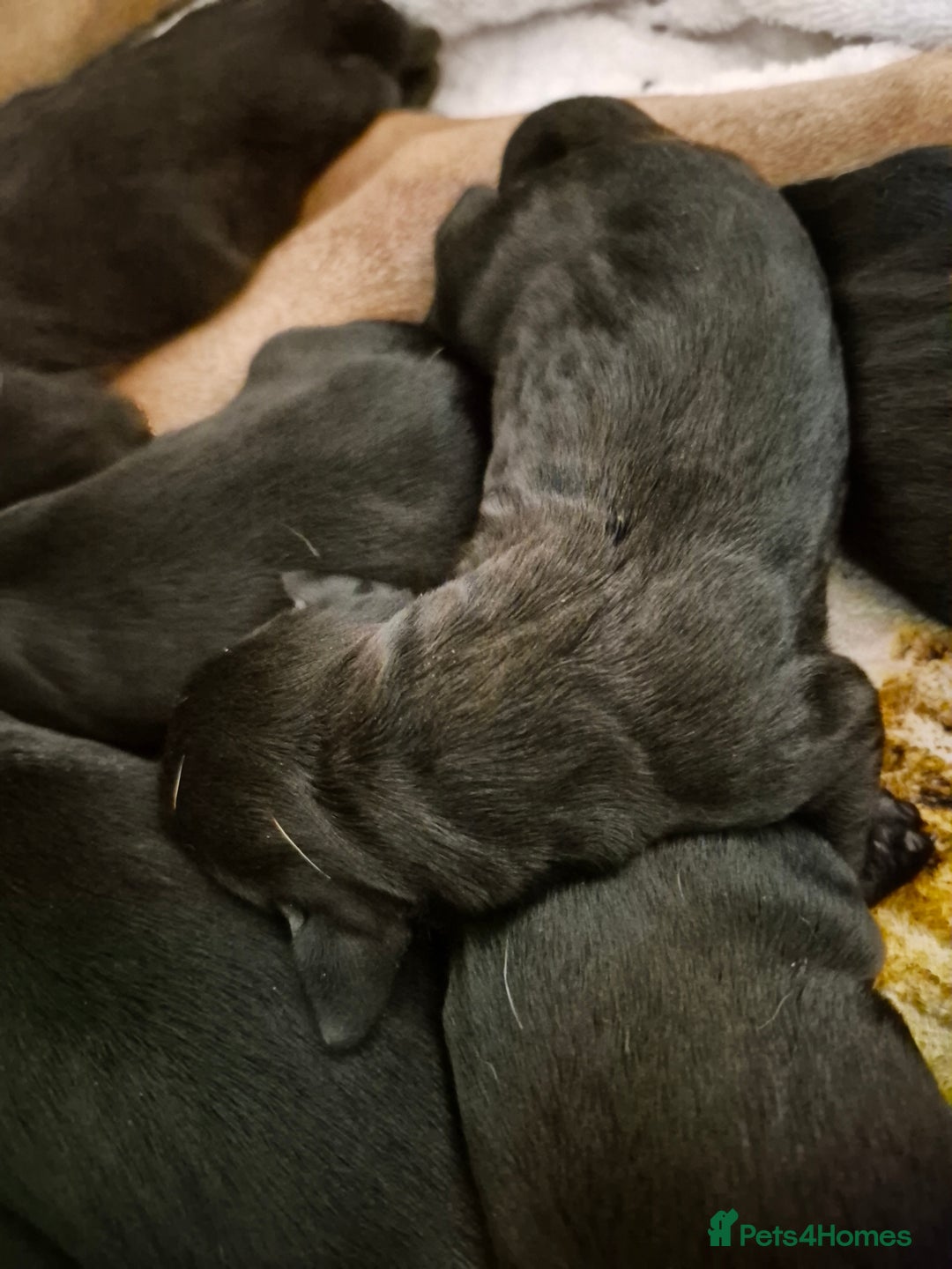 Mixed Breed dogs for sale: Bullmastiff x Springer Spaniel Puppies - Advert 10