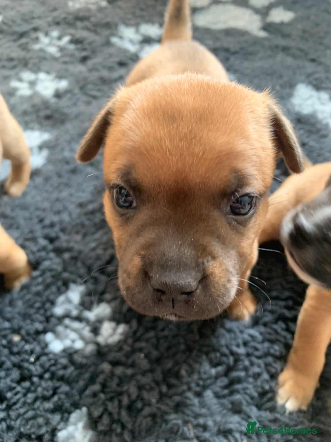 Staffordshire Bull Terrier dogs for sale: Stunning Red Staffy puppies KC top bloodlines - Image 28