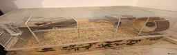 Gerbil rodents for sale: Two female gerbils for sale  - Advert 5