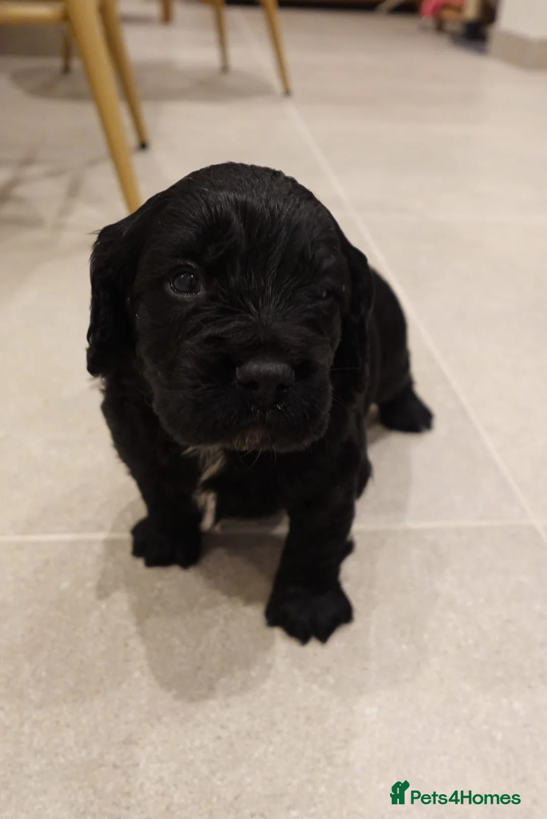 Cocker Spaniel dogs for sale: Working cocker spaniel pups for sale  in Billingham - Advert 6