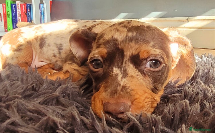 Miniature Dachshund dogs - Advert 4