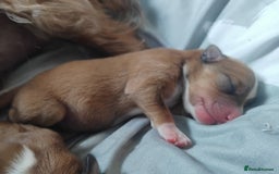 Mixed Breed dogs for sale: Small Yorkshire x Russell pups for sale - Image 4