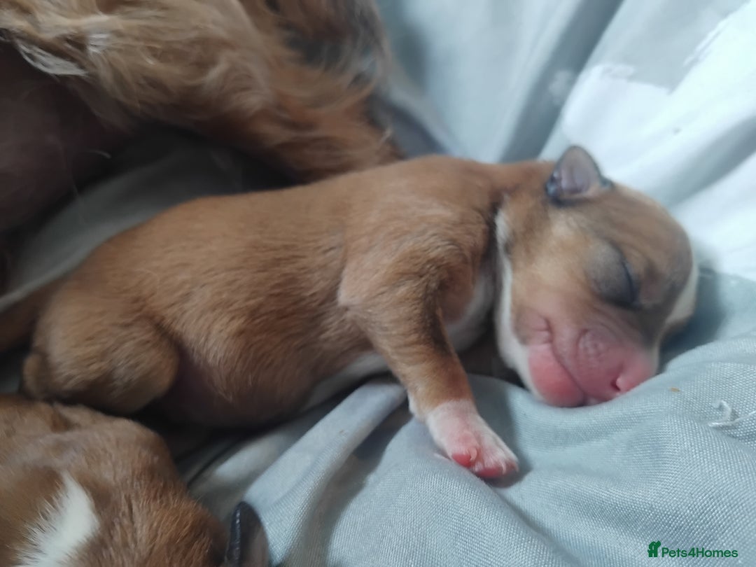 Mixed Breed dogs for sale: Small Yorkshire x Russell pups for sale - Image 4