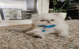 Persian cats for sale: Stunning Pedigree Persian Kitten - Image 15