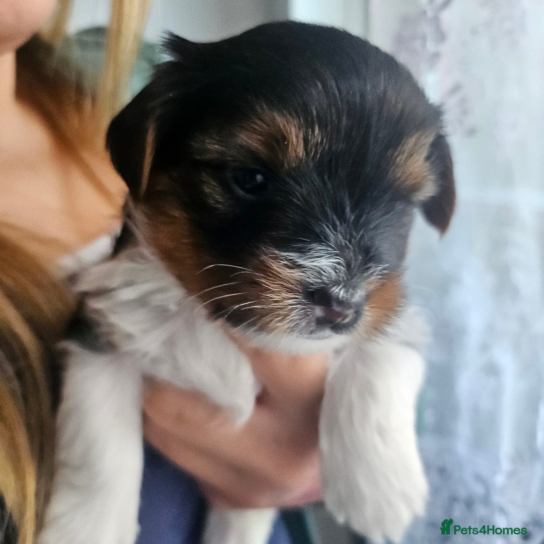 Yorkshire Terrier dogs for sale: 5 szczeniąt York terrier (Biewer) - Image 18