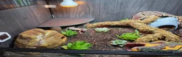 Leopard Gecko reptiles for sale: Leopard gecko. Full bio active set up.  - Advert 5