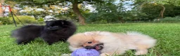 Pomeranian dogs for sale:  Teddy Bear Pomeranian Puppies - Advert 16