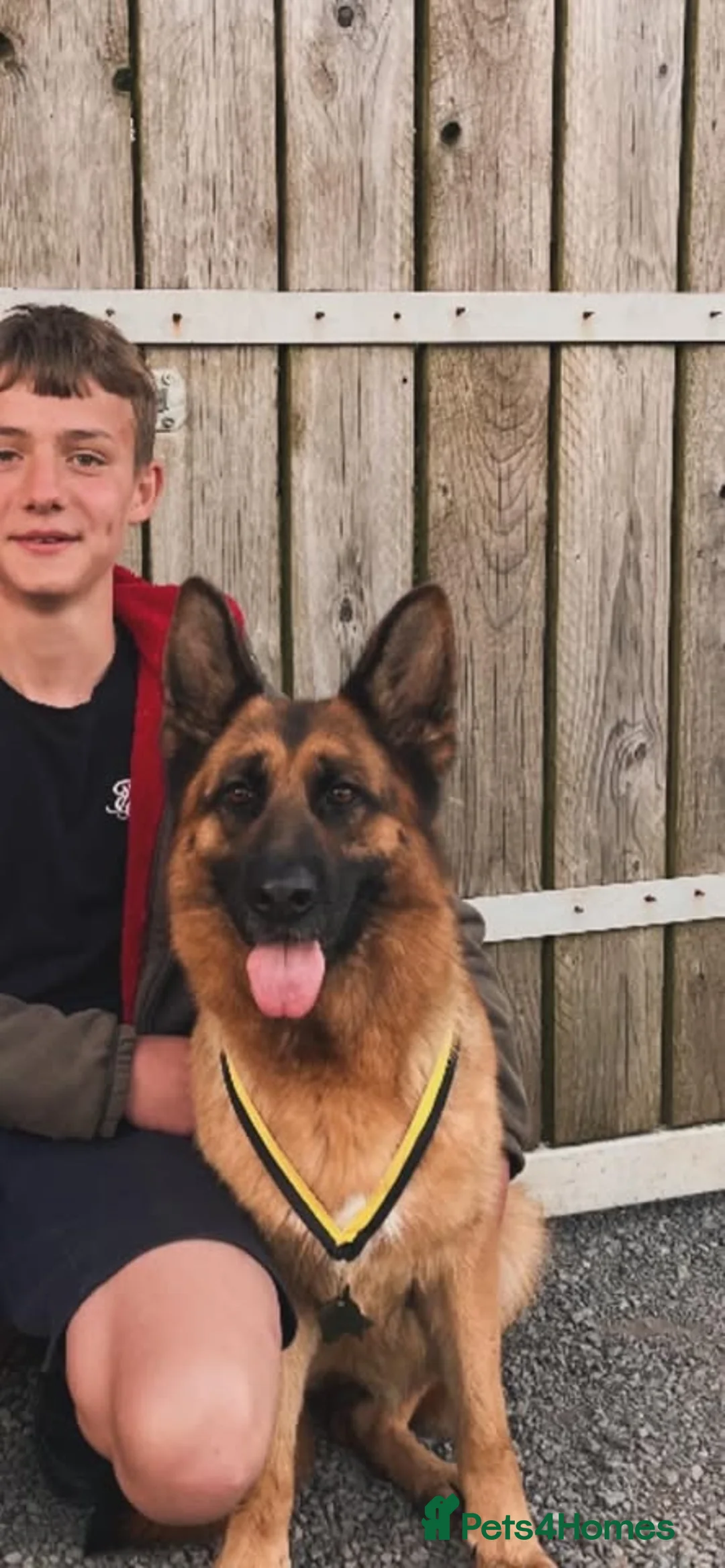 German Shepherd dogs for sale: Outstanding GSD male for sale - Advert 12