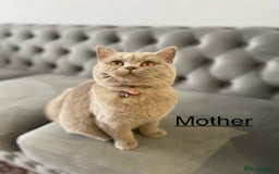 British Shorthair cats for sale: 🐱Adorable Rare Lilac British Shorthair Kittens - Image 20