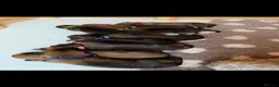 Belgian Shepherd Dog dogs for sale: Belgian Malinois puppies for sale!  - Advert 5
