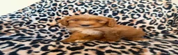 Cockapoo dogs for sale: F1 cockapoo  - Advert 5