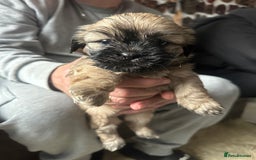 Mixed Breed dogs for sale: Two Shih tzu mix puppies for sale  - Advert 7