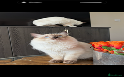Ragdoll cats for sale: TICA DNA tested 5 Gen Pedigree  - Image 5