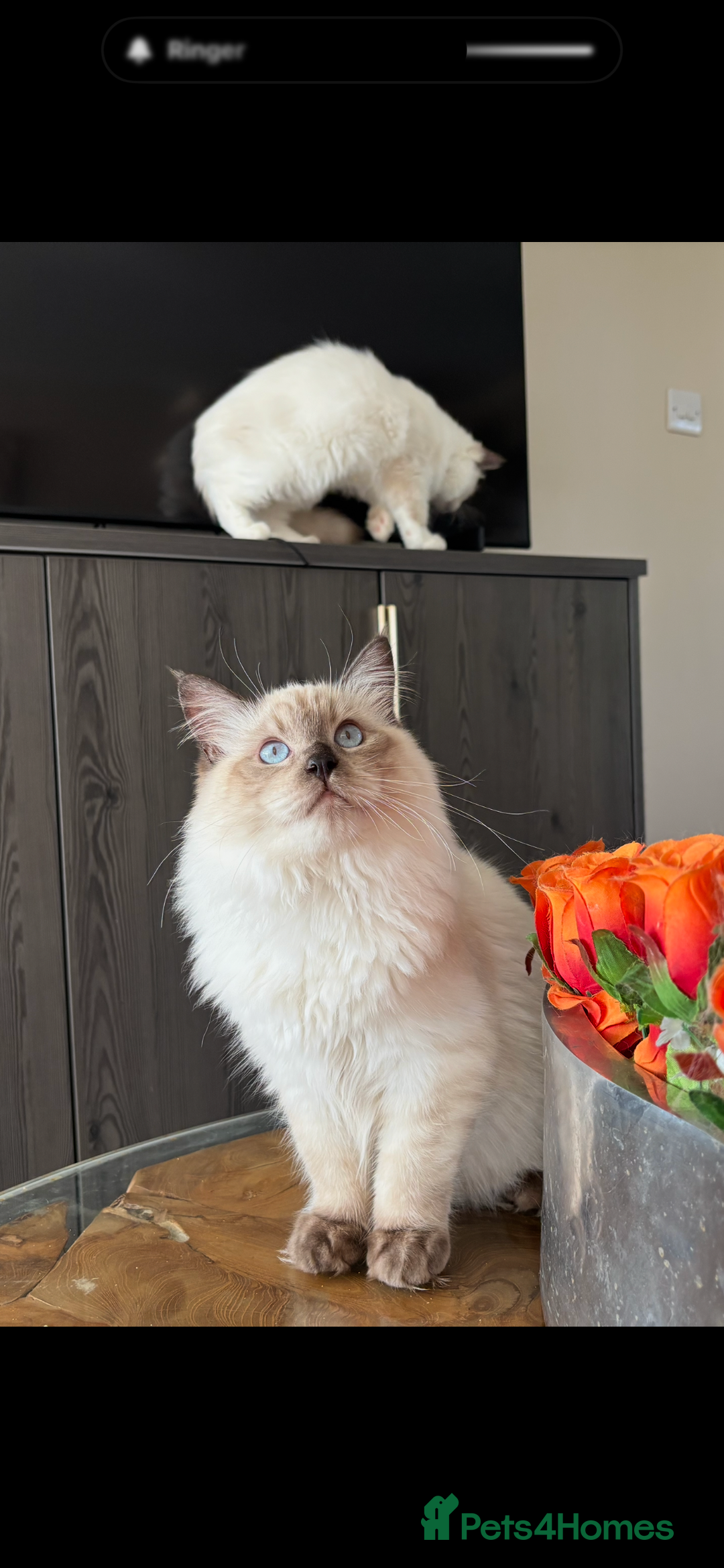 Ragdoll cats for sale: TICA DNA tested 5 Gen Pedigree  - Image 5
