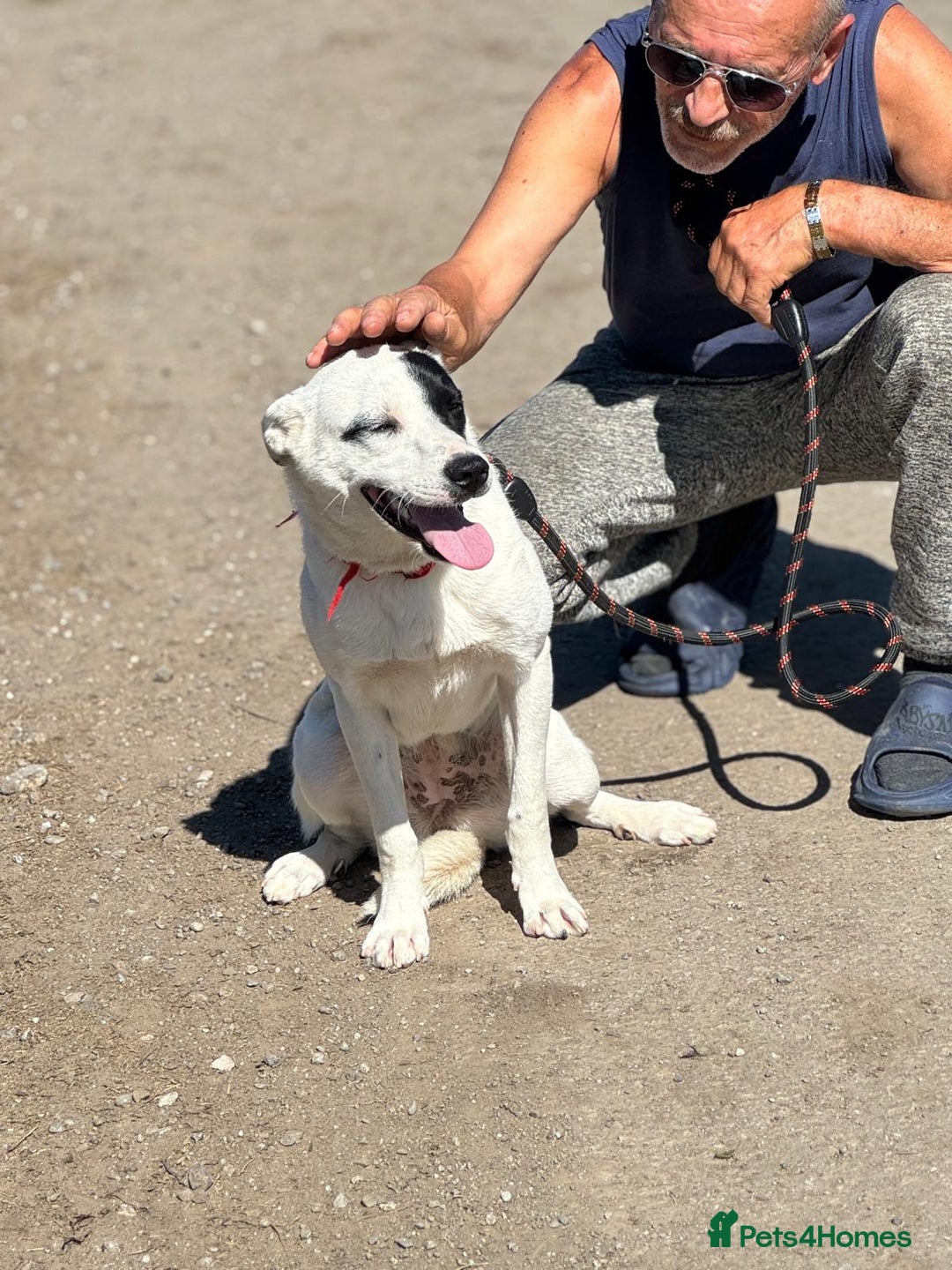 Mixed Breed dogs for adoption: LUCY - a Superb young Girl for a Loving Home - Image 23