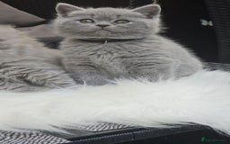 British Shorthair cats for sale: (READY NOW) Show Quality Champions 🥇🏆BSH GCCF - Image 1