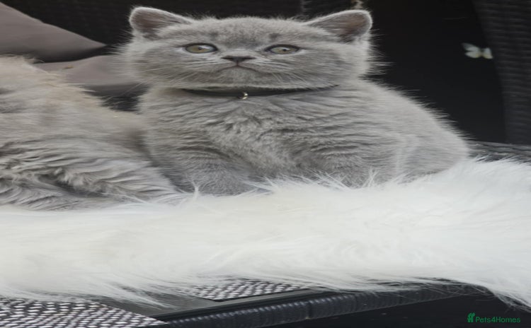 British Shorthair cats - Advert 11