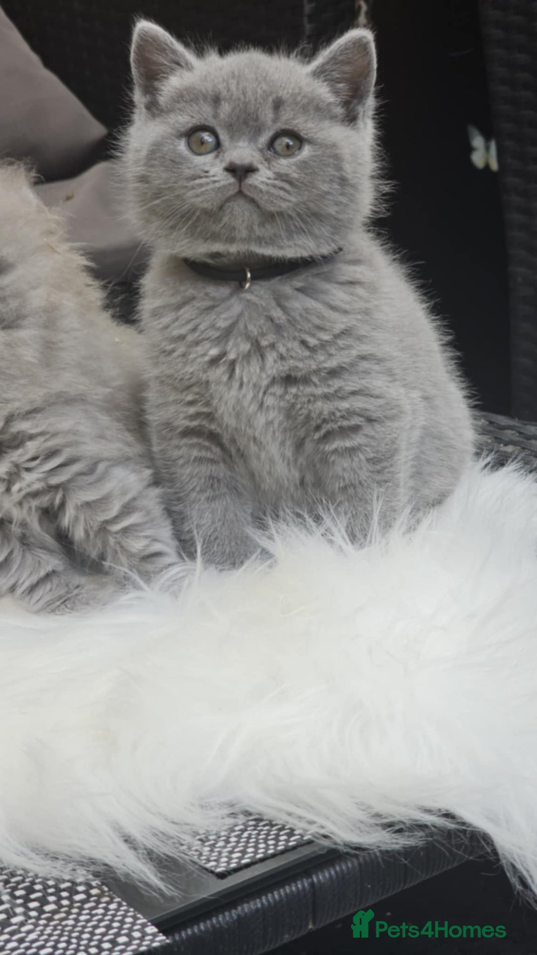 British Shorthair cats for sale: (READY NOW) Show Quality Champions 🥇🏆BSH GCCF - Image 1