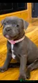 Staffordshire Bull Terrier 5