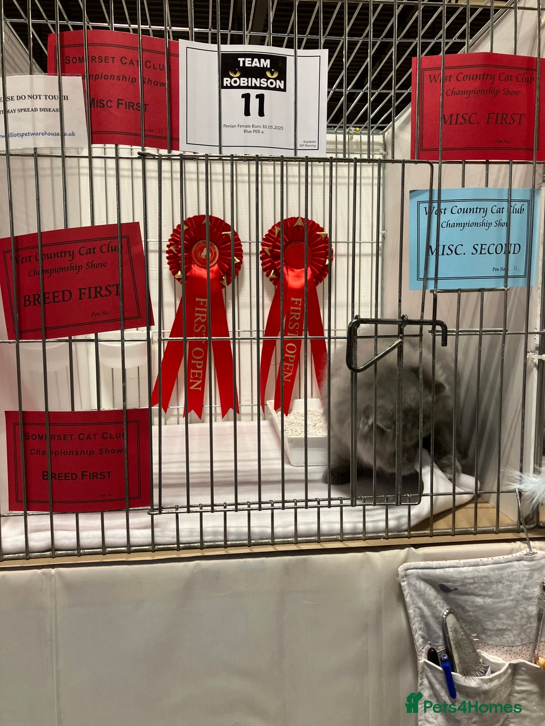 Persian cats for sale: Gccf hobby breeder - Image 10