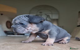 French Bulldog dogs for sale: Beautiful French bulldogs - Image 19
