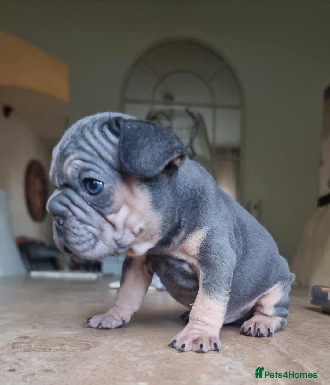 French Bulldog dogs for sale: Beautiful French bulldogs - Image 19