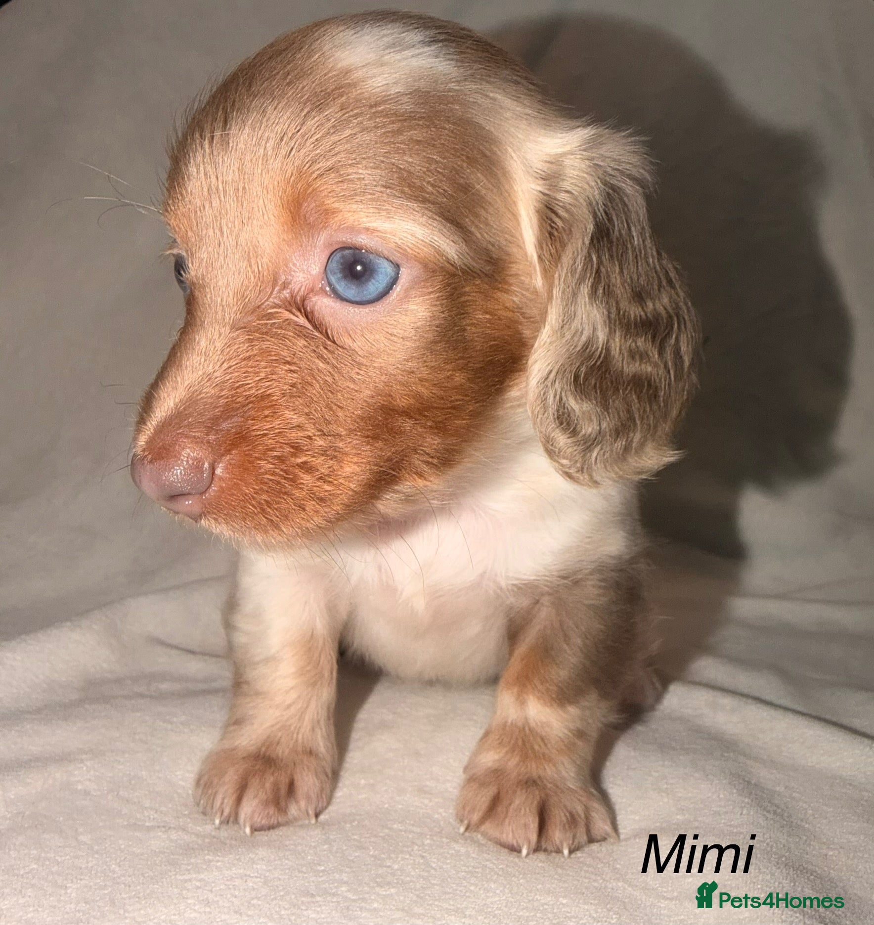 Miniature Dachshund dogs Adorable long haired miniature dachshund  - Advert 8