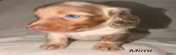 Miniature Dachshund dogs for sale: 3 available long haired miniature dachshund  - Advert 31